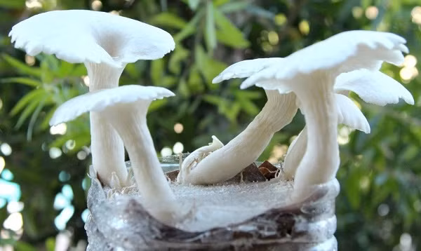 Nguyên liệu để trồng các loại nấm không hề khó và cách thực hiện lại vô cùng đơn giản. Chỉ với vài vật dụng đơn giản dễ tìm là bạn đã có thể tự trồng nấm sạch bằng bã cà phê ngay tại nhà.