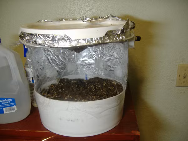 Đặt thùng/ chai nấm ở trên vào nơi có bóng tối, cứ khoảng 2-3 ngày tiến hành kiểm tra một lần, phun nước vào chai hoặc thùng nhựa để tránh nấm không bị khô trong khi lớn.