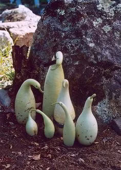 Trước đó nhiều quả bầu có hình độc khác cũng khiến nhiều người bất ngờ. Trong ảnh có thể thấy những quả bầu hình chim cánh cụt khá thú vị. Ảnh: Pinterest.