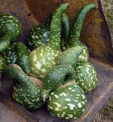 Khác với những quả bầu thon dài khác, giống bầu này to tròn ở dưới rồi thắt dần lên trên cuống khiến người xem tưởng tượng như những con thiên nga. Ảnh: Pinterest.