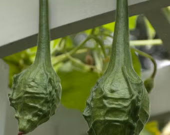 Không trơn nhẵn bình thường, quả bầu này có phần vỏ nổi lồm cồm như gân tay người. Ảnh: Pinterest.