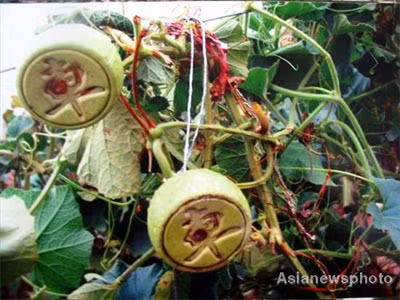 Một người nông dân ở Trung Quốc từng chia sẻ hình ảnh giàn bầu kì lạ của mình lên báo chí với những quả bầu có hình thù đa dạng như hình quân cờ... Ảnh: Asianews.