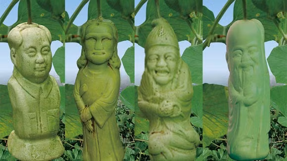 Những quả bầu hình mặt người, thần tài sau khi được cho vào khuôn nhựa ngay từ nhỏ. Ảnh: Tin.vn.