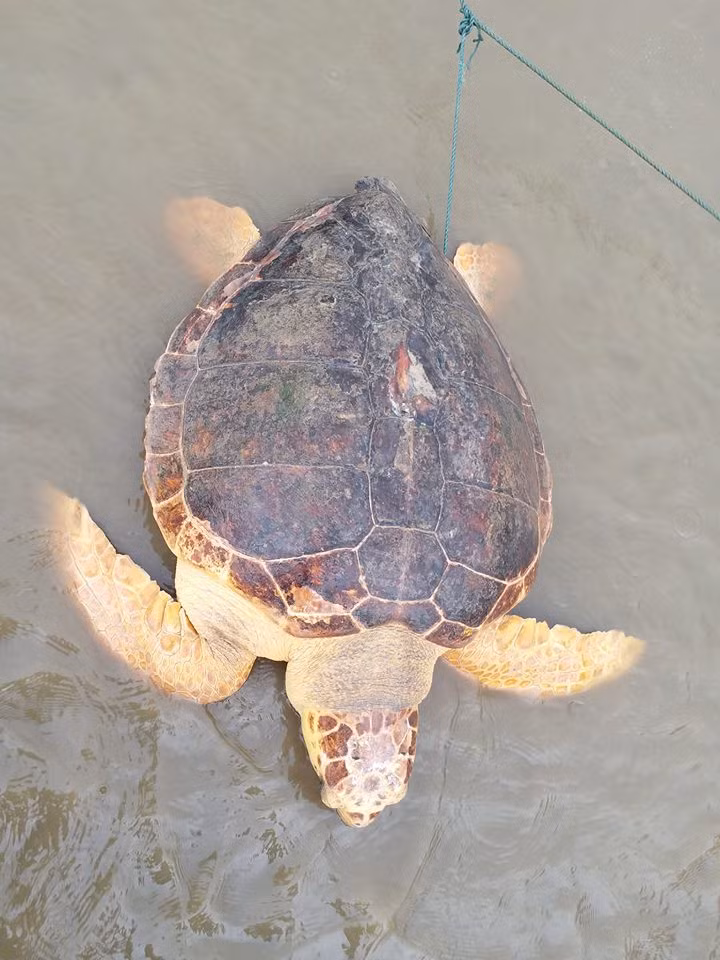 Nhận thức được đây là giống rùa tự nhiên, quý hiếm cần được bảo vệ nên người dân đã thông báo với chính quyền địa phương để giải quyết.