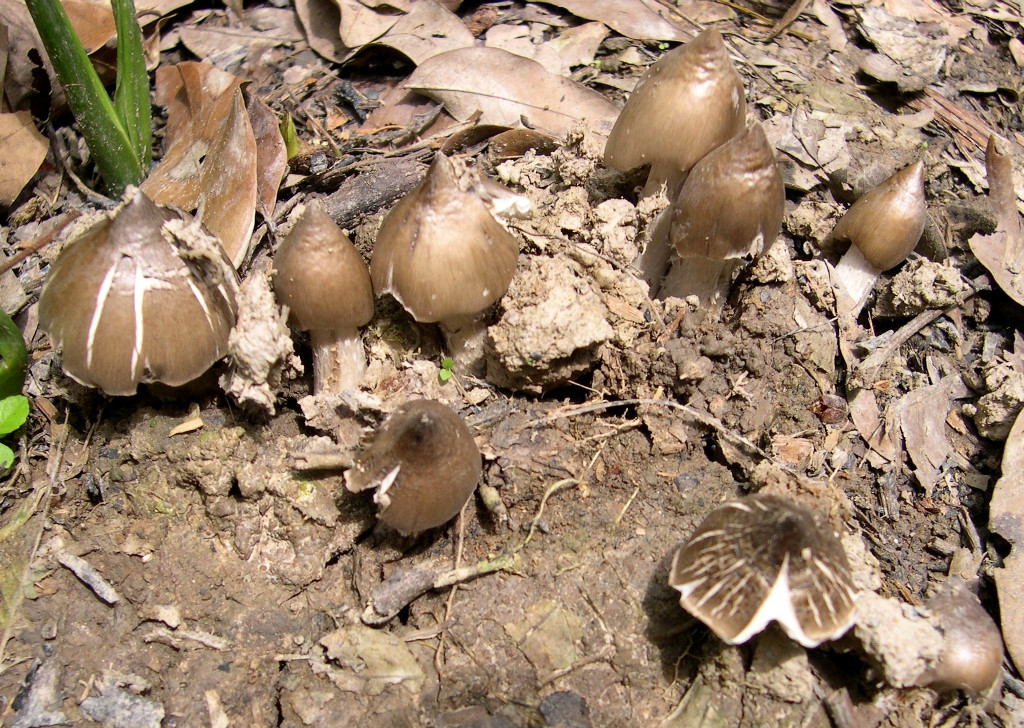 Nấm mối chưa được trồng nhân tạo mà chỉ dựa vào nguồn nấm có trong tự nhiên để cung cấp cho thị trường nên số lượng rất khiêm tốn và giá nấm mối cao ngất ngưởng, từ 500.000 - 1 triệu đồng/kg, tùy loại. Có thời điểm, giá đặc sản này còn lên tới trên 1 triệu đồng. Ảnh: Tapchicaosu.