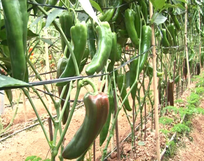 Ớt sừng bò khi chín có màu đỏ hoặc vàng, mùi thơm nồng và vị ngọt thanh. Ảnh: Phapluatplus.