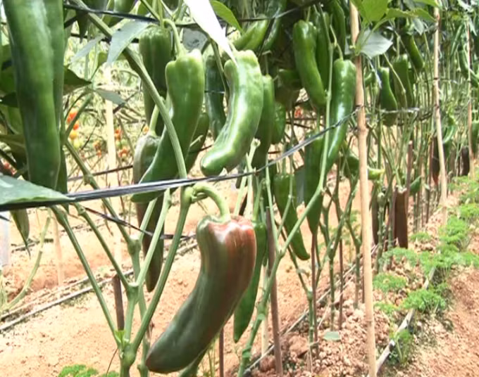 Ớt sừng bò khi chín có màu đỏ hoặc vàng, mùi thơm nồng và vị ngọt thanh. Ảnh: Phapluatplus.