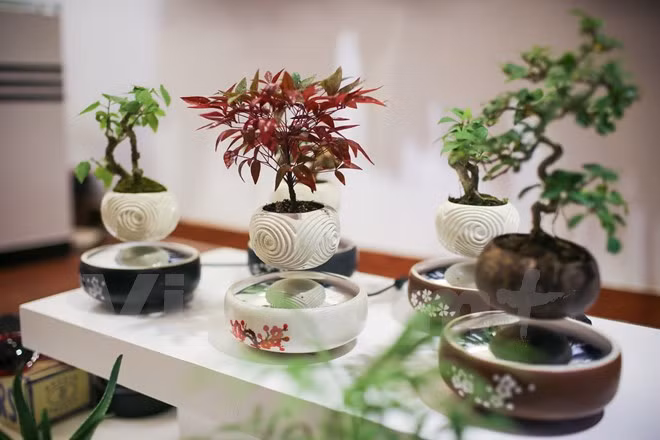 Bonsai "bay" độc đáo cho Tết Đinh Dậu. Ảnh: Zing.