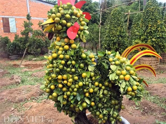 Năm 2017 là năm con gà nên quất cảnh, bonsai hình gà ngộ nghĩnh được bàn tay các nghệ nhân huyện Chợ Lách (Bến Tre) sáng tạo nên đang gây sốt thị trường trước Tết. Mỗi cặp kiểng gà này được bán với giá vài triệu đồng. Ảnh: Dân Việt.