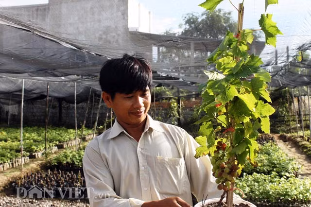 Nho bonsai nhỏ gọn nên khách hàng có thể bày trên bàn. Ảnh: Dân Việt.