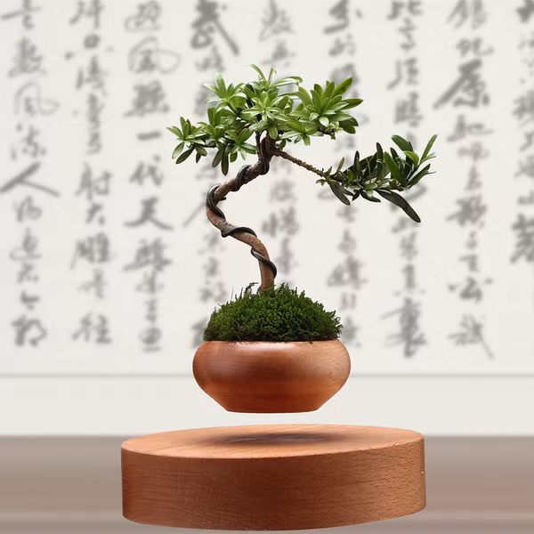 Chậu cây cảnh vẫn mang phong cách bonsai truyền thống nhưng có kích thước nhỏ hơn. Bầu cây được đặt trên một chậu cảnh có từ tính đặc biệt giúp nó cân bằng trong không khí và thậm chí có thể xoay vòng tại chỗ. Ảnh: Zing.