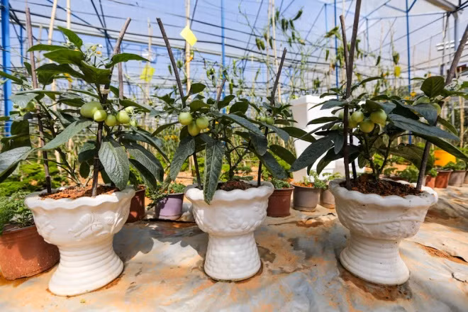 Quả dưa Pepino cảnh khá độc lạ cũng được bán thử nghiệm trên thị trường Tết 2017. Ảnh: Vietq.