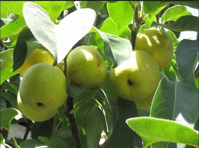 Lê tai nung ăn ngọt, mát, nhiều nước nên rất được ưa chuộng ở Việt Nam. Ảnh: Blogspot.