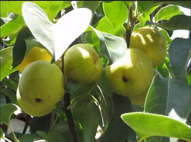 Lê tai nung ăn ngọt, mát, nhiều nước nên rất được ưa chuộng ở Việt Nam. Ảnh: Blogspot.