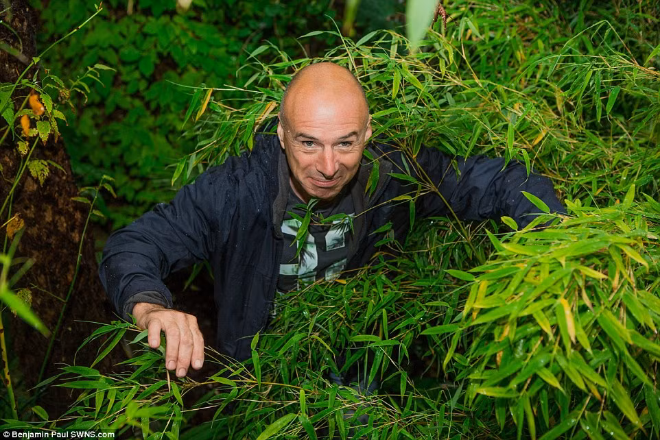 Những bụi tre mọc um tùm như trong rừng rậm.