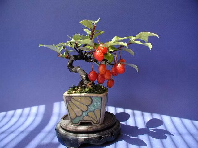 Dù thân rất ngắn nhưng thế uốn lượn của cây nhót này rất mềm mại. Nguồn ảnh: Tạp chí bonsai, Pinterest.