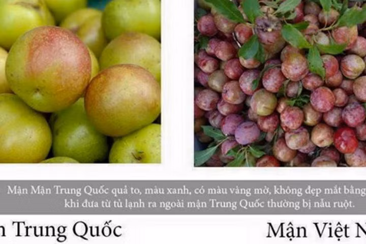 Bạn có thể thấy sự khác biệt giữa hai loại mận này. Ảnh: ĐSPL.