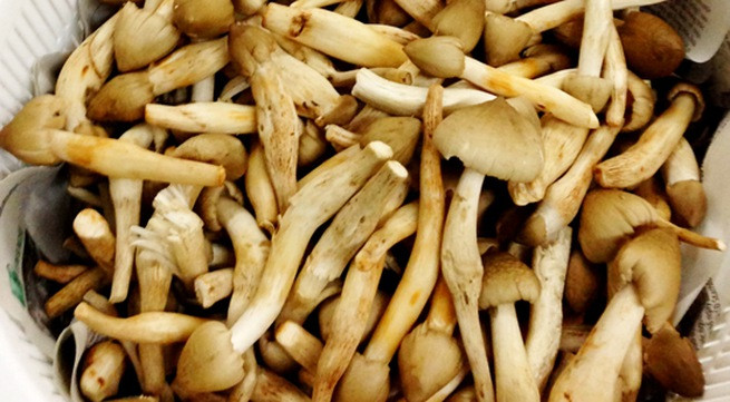 Thời điểm đầu mùa và cuối mùa là lúc giá nấm mối lên cao nhất. Ảnh: Mediacdn.