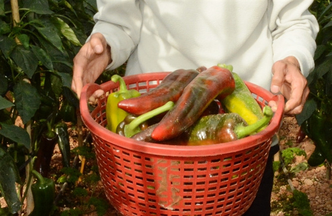 Giá ớt sừng bò cao hơn hẳn so với các loại ớt thông thường, ớt chuông. Tuy đắt nhưng số lượng trồng ra vẫn không kịp đáp ứng nhu cầu tiêu thụ. Ảnh: Tinnongnghiep.