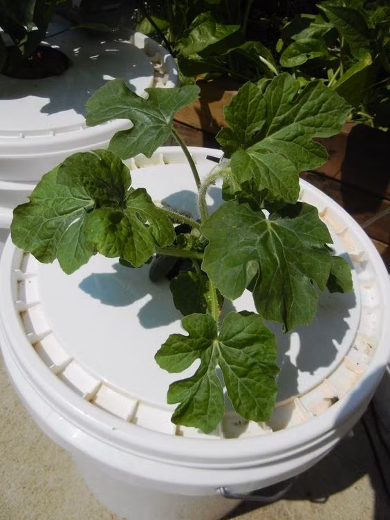 Ben trong vuon dua hau den gia tram trieu dong/qua-Hinh-3