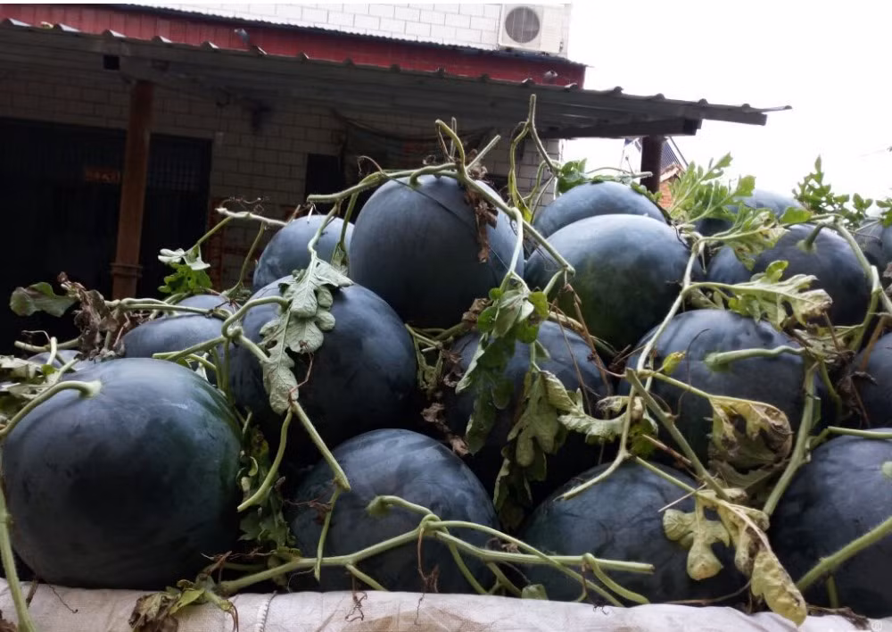 Ben trong vuon dua hau den gia tram trieu dong/qua-Hinh-7