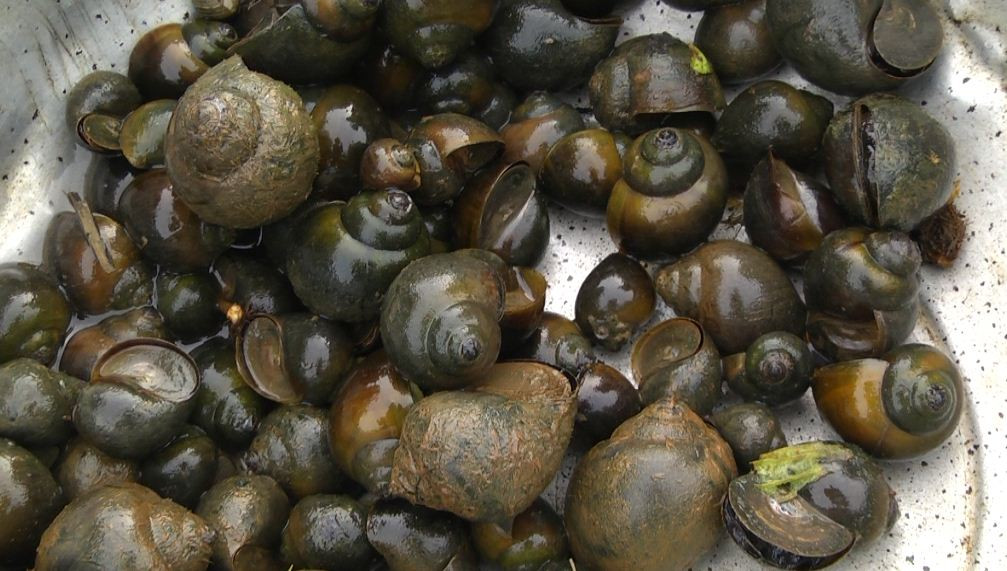 Sau khoảng 5 - 6 tháng, ta có thể thu hoạch được ốc trưởng thành khoảng 25 - 30 con/kg. Ảnh: Kythuatnuoitrong.