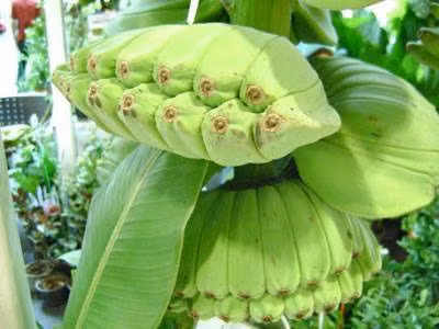 Đây có lẽ là buồng chuối dị nhất từng thấy khi tất cả các nải đều "sinh đôi" dính khít lấy nhau. Ảnh: Pinterest.