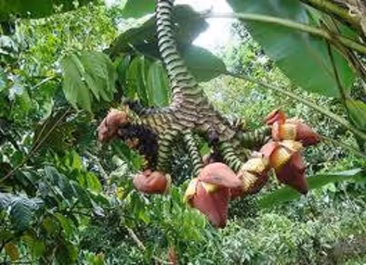 Nếu không nhìn rõ chắc hẳn không nhận ra đây là cây chuối. Buồng chuối kéo dài, chia nhỏ như chân gà và chỉ có quả ở phần cuối. Ảnh: Pinterest.