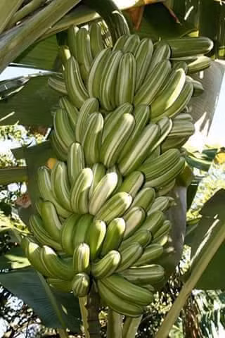 Giống chuối Ae Ae thoạt nhìn như những quả dưa chuột. Ảnh: Pinterest.