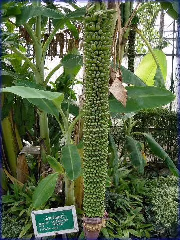 Buồng chuối "mắn đẻ" nhất từng thấy. Ảnh: Pinterest.