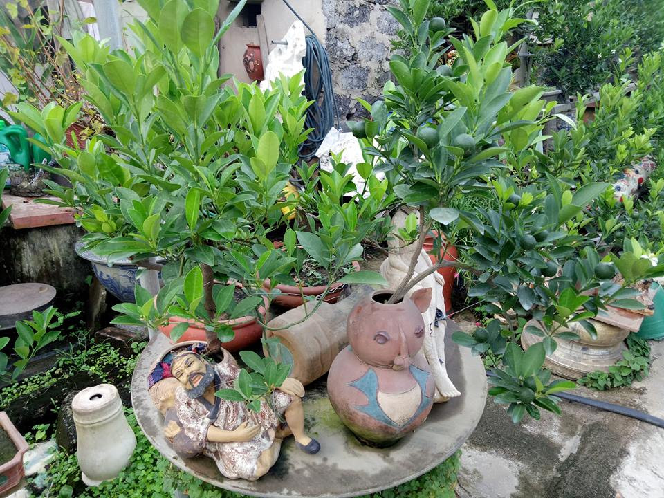 Cây quất bonsai đặc biệt phù hợp trang trí ở những căn hộ có diện tích nhỏ, nhà chung cư cao tầng bởi hình dáng nhỏ gọn, dễ vận chuyển. 