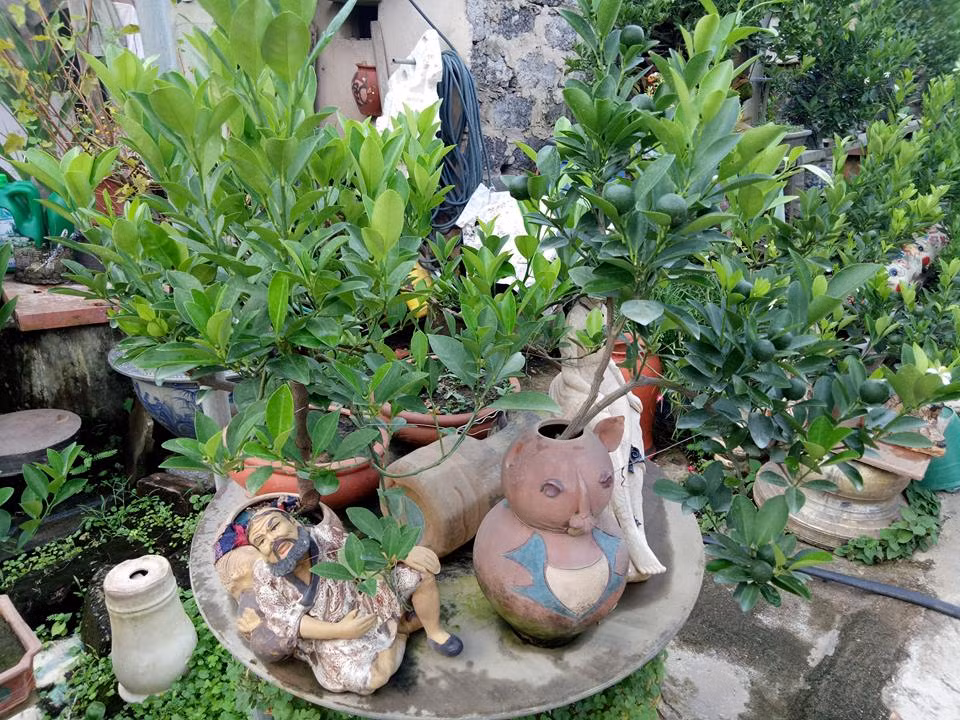 Cây quất bonsai đặc biệt phù hợp trang trí ở những căn hộ có diện tích nhỏ, nhà chung cư cao tầng bởi hình dáng nhỏ gọn, dễ vận chuyển. 