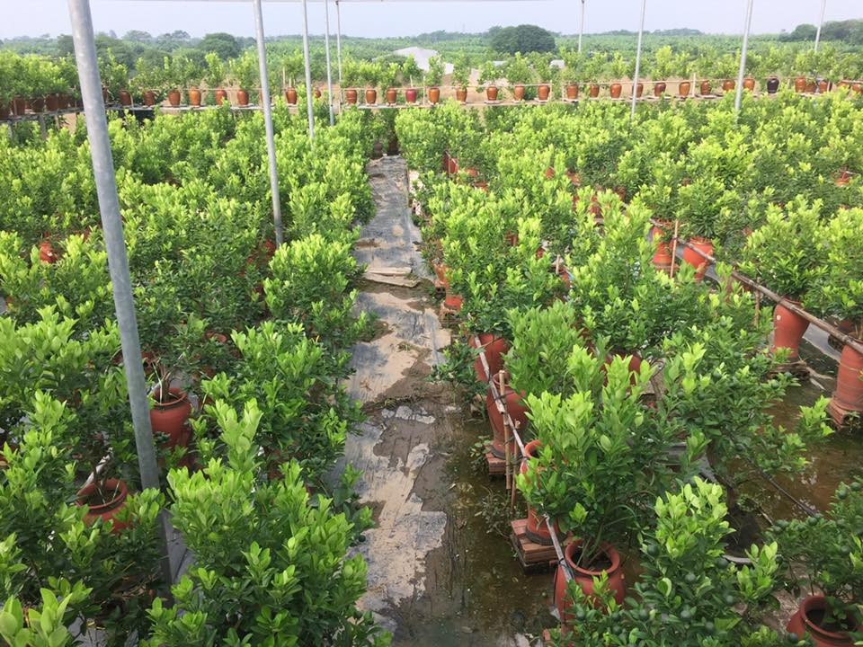 Chăm sóc cây quất thế không hề đơn giản nên hầu như ở làng quất này, không mấy khi thuê người ngoài trong giai đoạn chăm sóc bởi chỉ cần sơ sẩy là hỏng cả vườn.