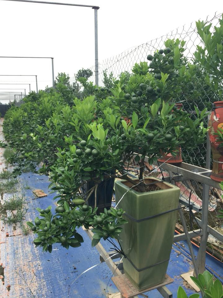 Người gò quất dùng các sợi dây đồng mềm mại nhỏ li ti như sợi tóc để buộc rồi níu kéo các cành sao cho khi ra quả, tứ bề của cây đều có quả.