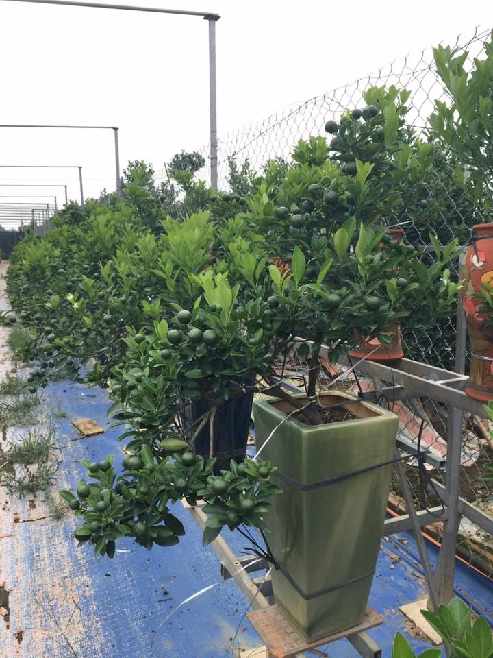 Người gò quất dùng các sợi dây đồng mềm mại nhỏ li ti như sợi tóc để buộc rồi níu kéo các cành sao cho khi ra quả, tứ bề của cây đều có quả.