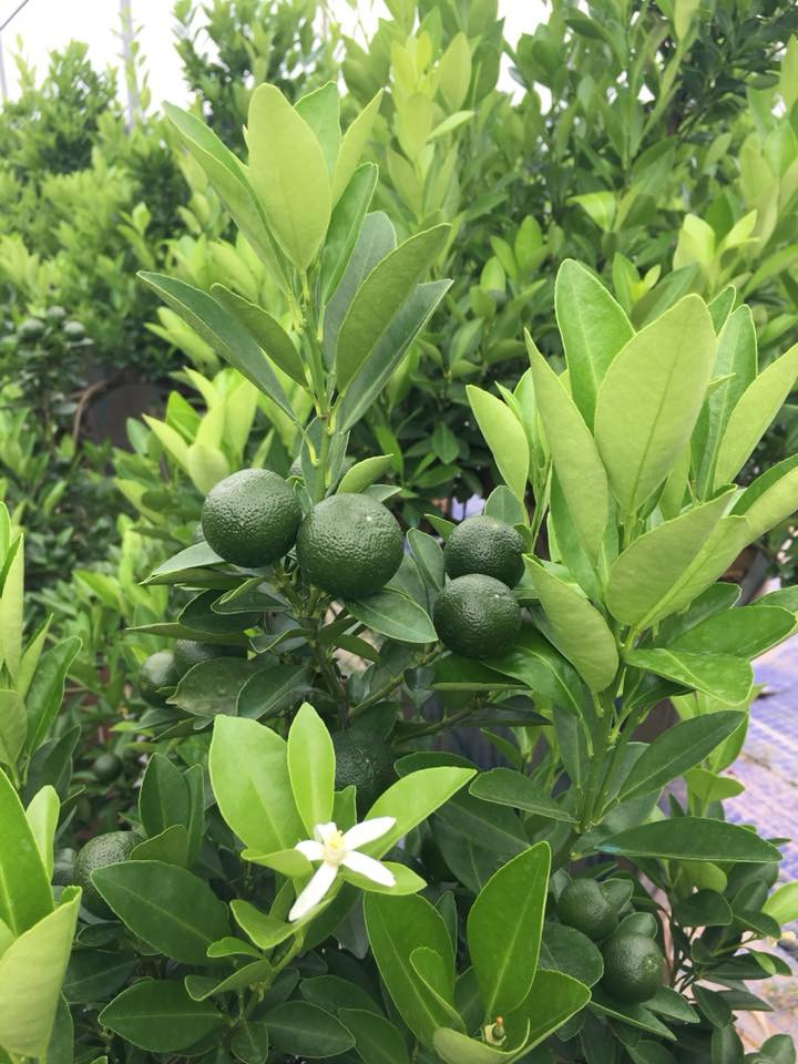 Thời điểm này, những cây quất đã trĩu quả. Một nghệ nhân cho biết, từ tháng 4 tới tháng 6 âm lịch, quất bắt đầu ra hoa kết trái.