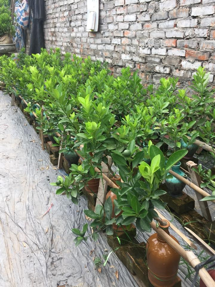 Vợ chồng anh Bùi Thế Mạnh – một nghệ nhân nổi tiếng trồng quất thế ở Tứ Liên cho biết, với dòng quất bonsai này, cây nhỏ và mảnh, người trồng cẩn thận tính toán số lượng quả không để “quá tải” trên mỗi cành cây.