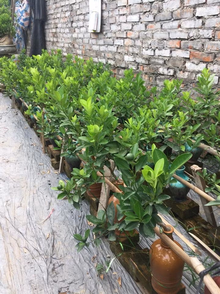 Vợ chồng anh Bùi Thế Mạnh – một nghệ nhân nổi tiếng trồng quất thế ở Tứ Liên cho biết, với dòng quất bonsai này, cây nhỏ và mảnh, người trồng cẩn thận tính toán số lượng quả không để “quá tải” trên mỗi cành cây.