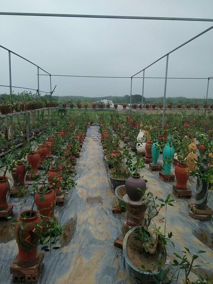 Một nghệ nhân trồng quất lâu năm cho biết, bắt đầu từ tháng 3 dương lịch, những cây quất thế bắt đầu được trồng trong các bình, lọ, chậu nhỏ. Đến khi thân đủ lớn, cứng cáp thì chuyển sang giai đoạn cắt tỉa tạo dáng thế, uốn những cành chính.