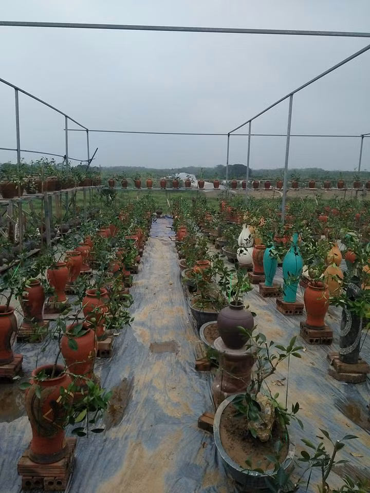 Một nghệ nhân trồng quất lâu năm cho biết, bắt đầu từ tháng 3 dương lịch, những cây quất thế bắt đầu được trồng trong các bình, lọ, chậu nhỏ. Đến khi thân đủ lớn, cứng cáp thì chuyển sang giai đoạn cắt tỉa tạo dáng thế, uốn những cành chính.