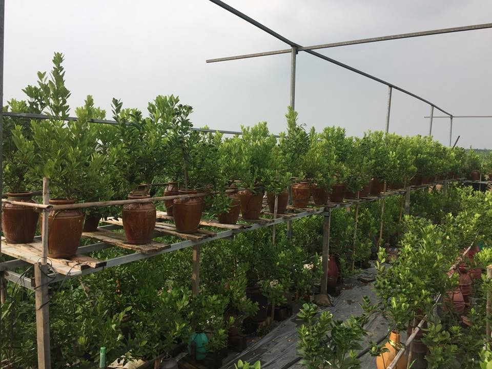 Những năm qua, vườn quất bonsai luôn cháy hàng. Giá mỗi chậu quất rẻ nhất không dưới 2 triệu đồng. Với loại cây có dáng thế đặc biệt, chỉ cho thuê chứ không bán thì mức giá lên tới hàng chục triệu đồng vẫn không đủ cung cấp cho khách hàng.