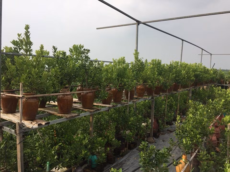 Những năm qua, vườn quất bonsai luôn cháy hàng. Giá mỗi chậu quất rẻ nhất không dưới 2 triệu đồng. Với loại cây có dáng thế đặc biệt, chỉ cho thuê chứ không bán thì mức giá lên tới hàng chục triệu đồng vẫn không đủ cung cấp cho khách hàng.