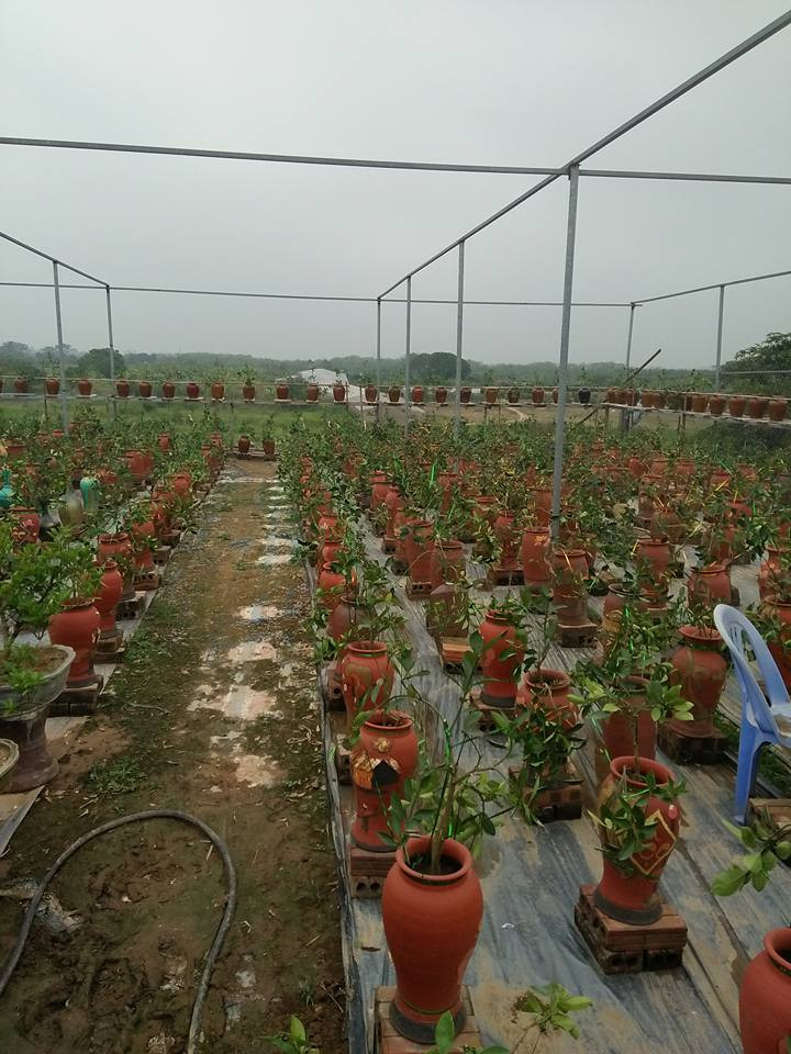 Sau đó, những cành non mọc, lại tiếp tục được chọn lựa và uốn.