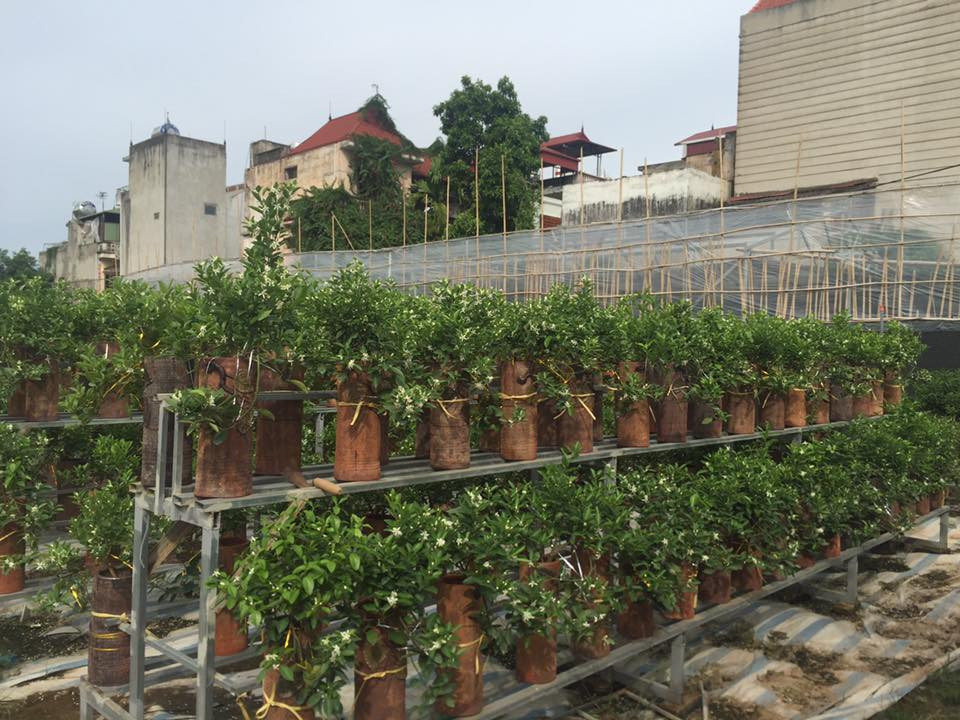 Theo nghệ nhân trồng quất Tứ Liên, năm nay, thời tiết khá ủng hộ cho quất cảnh phát triển và bội thu.