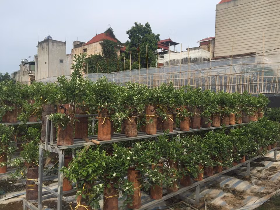 Theo nghệ nhân trồng quất Tứ Liên, năm nay, thời tiết khá ủng hộ cho quất cảnh phát triển và bội thu.