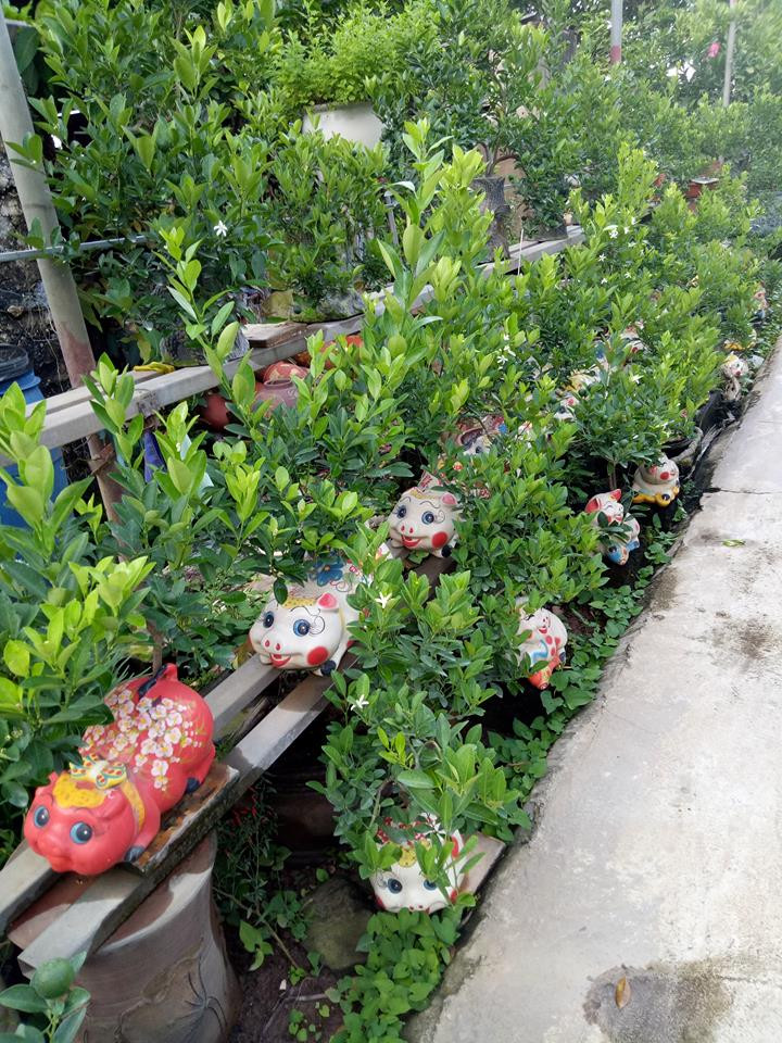 Quất thế Tứ Liên được uốn thành nhiều thế độc và lạ, có ý nghĩa giúp gia chủ nghênh đón năm mới phát tài phát lộc. Các nghệ nhân ở đây cho biết, lựa chọn phong cách phổ biến nhất cho mỗi chậu quất bonsai là uốn tỉa theo hình linh vật ứng với từng năm.