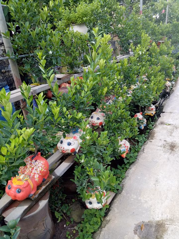 Quất thế Tứ Liên được uốn thành nhiều thế độc và lạ, có ý nghĩa giúp gia chủ nghênh đón năm mới phát tài phát lộc. Các nghệ nhân ở đây cho biết, lựa chọn phong cách phổ biến nhất cho mỗi chậu quất bonsai là uốn tỉa theo hình linh vật ứng với từng năm.