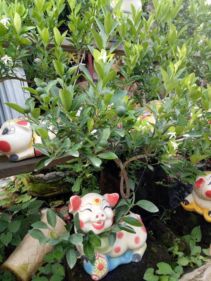 Như năm nay, quất thế uốn tỉa theo hình con heo, hay trồng trong các bình có hình dáng con heo để mừng Tết Kỷ Hợi 2019.