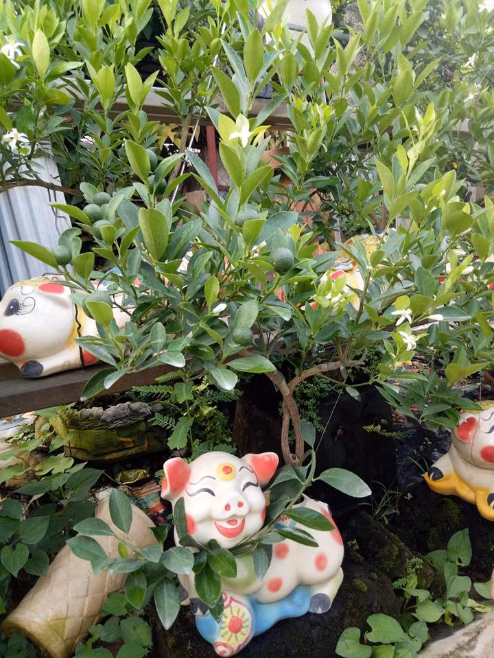 Như năm nay, quất thế uốn tỉa theo hình con heo, hay trồng trong các bình có hình dáng con heo để mừng Tết Kỷ Hợi 2019.