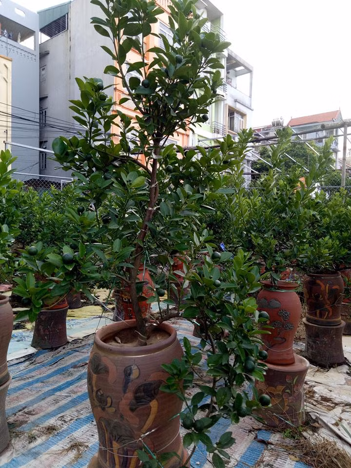 Ngam vuon quat the hua hen 